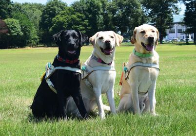 盲導犬体験