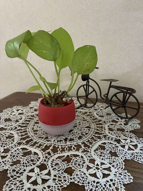 プチ鉢作り完成品