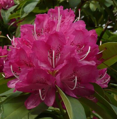 セイヨウシャクナゲ