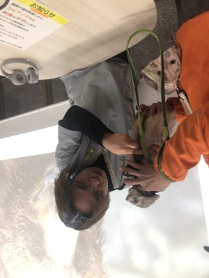 動物の心臓に聴診器を当てる様子