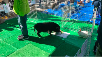 異動動物園の子豚とウサギ
