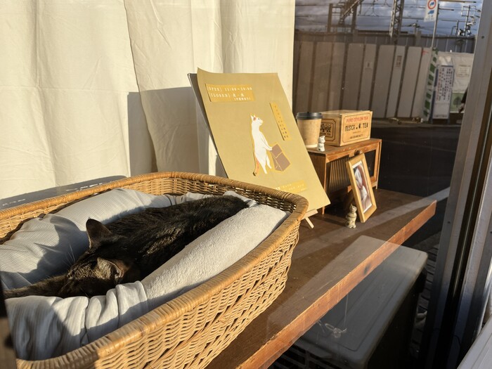 看板猫のかぶたくん