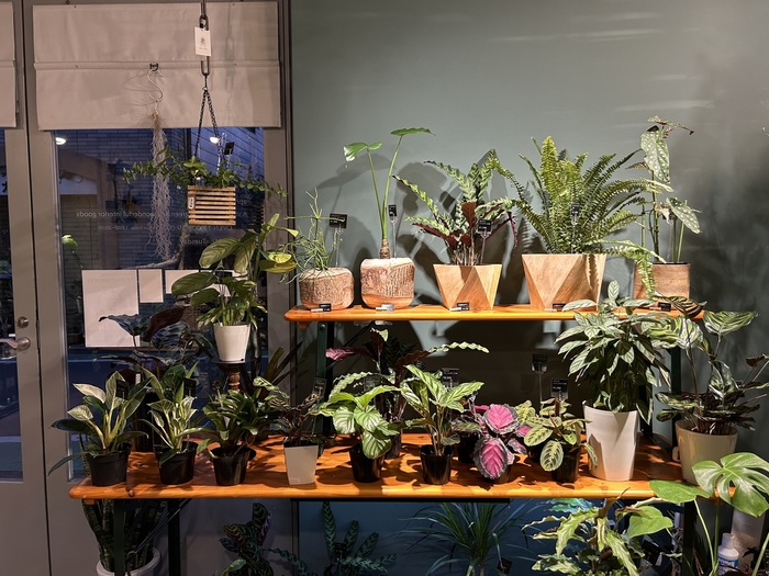 陳列された観葉植物たち