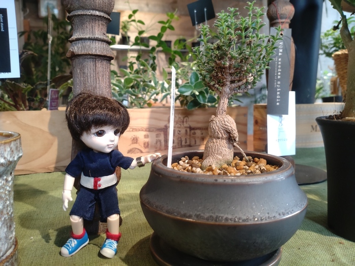 植物とちびナカノさん