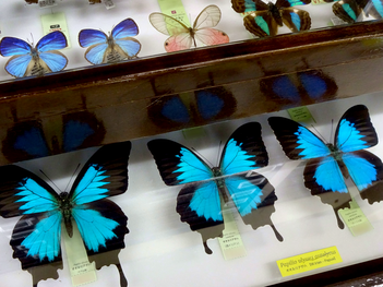 オオルリアゲハ