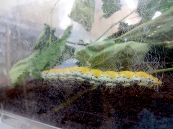 イボタガの幼虫