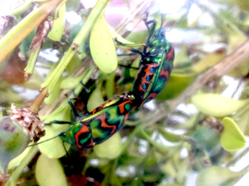 ニシキキンカメムシの交尾の様子