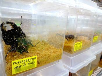 クワガタのペア