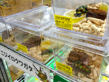 ニジイロクワガタのペア