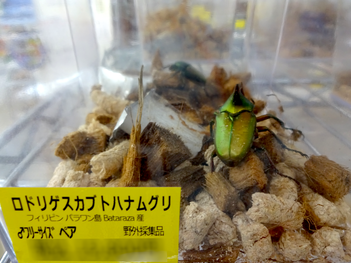 ロドリゲスカブトハナムグリのペア