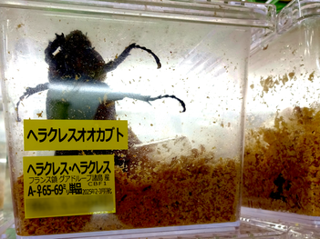 ヘラクレス・ヘラクレスのメス