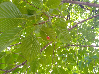 木に実るサクランボ