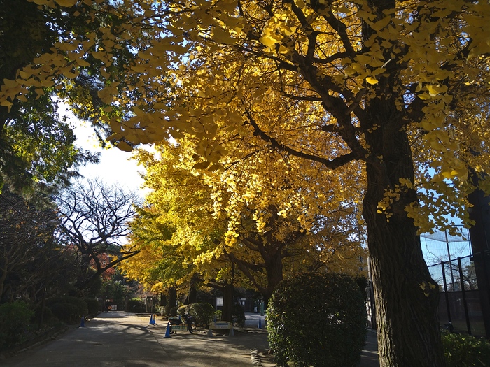 イチョウ並木