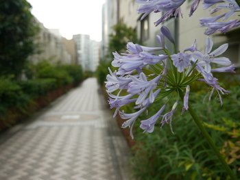 桃園川緑道散策