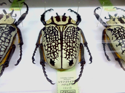 シラフゴライアスハナムグリの標本