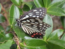 アカボシゴマダラ（昆虫）