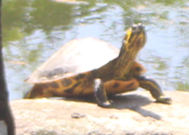 アカミミガメ（条件付き）