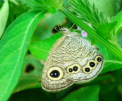 2ヒメウラナミジャノメ