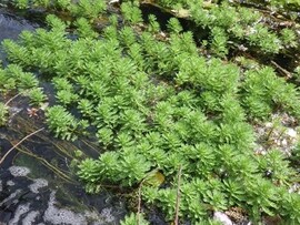 オオフサモ（水生植物）