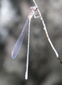 1ホソミオツネントンボ