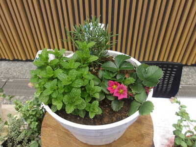 寄せ植え見本
