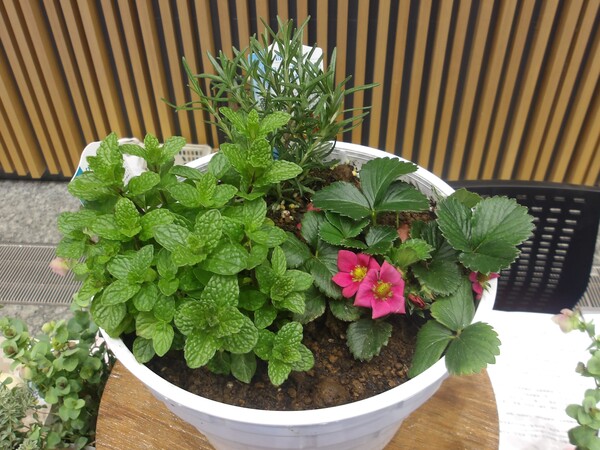 完成した寄せ植え写真