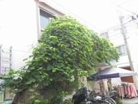 ゾウをイメージした壁面緑化