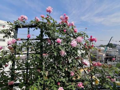 堀野様ガーデン