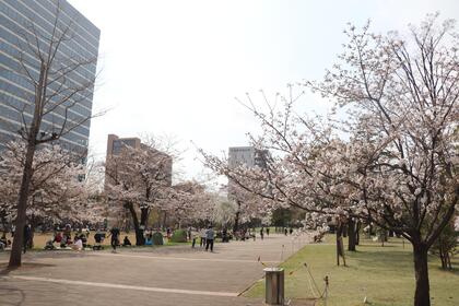 中野セントラルパーク内の桜の木の写真