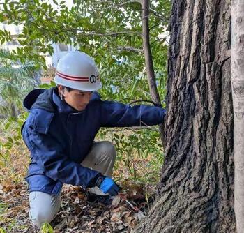 造園職の職員が樹木の調査をしている写真